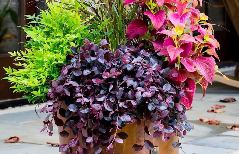 purple-pixie-dwarf-weeping-loropetalum-potted-with-fountain-grass-lemon-lime-nandina-and-coleus.jpg