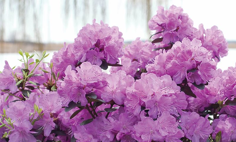 purple-rhododendron-covered-in-flowers.jpg