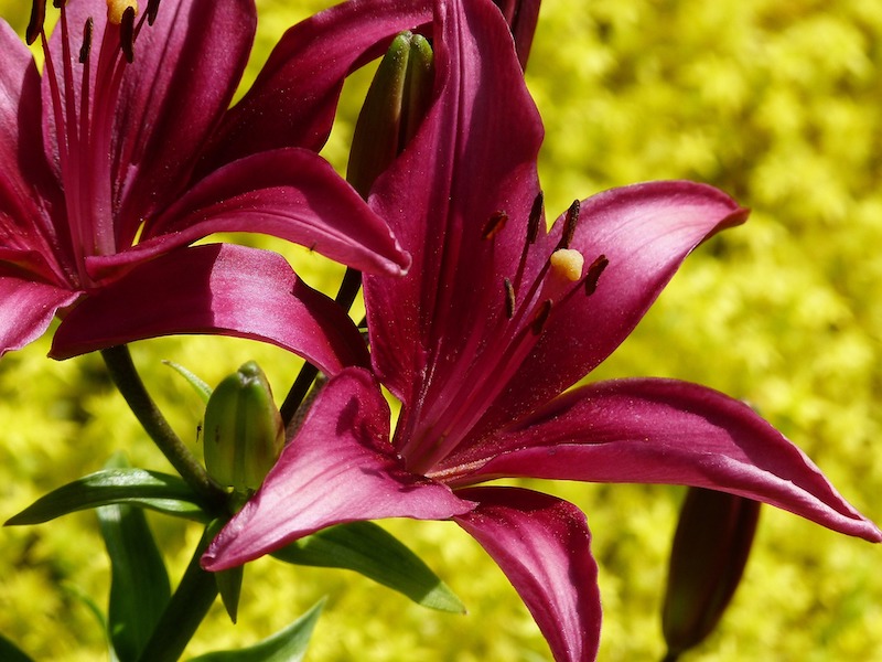 purple-tiger-lily-lilium-bulbiferum.jpg