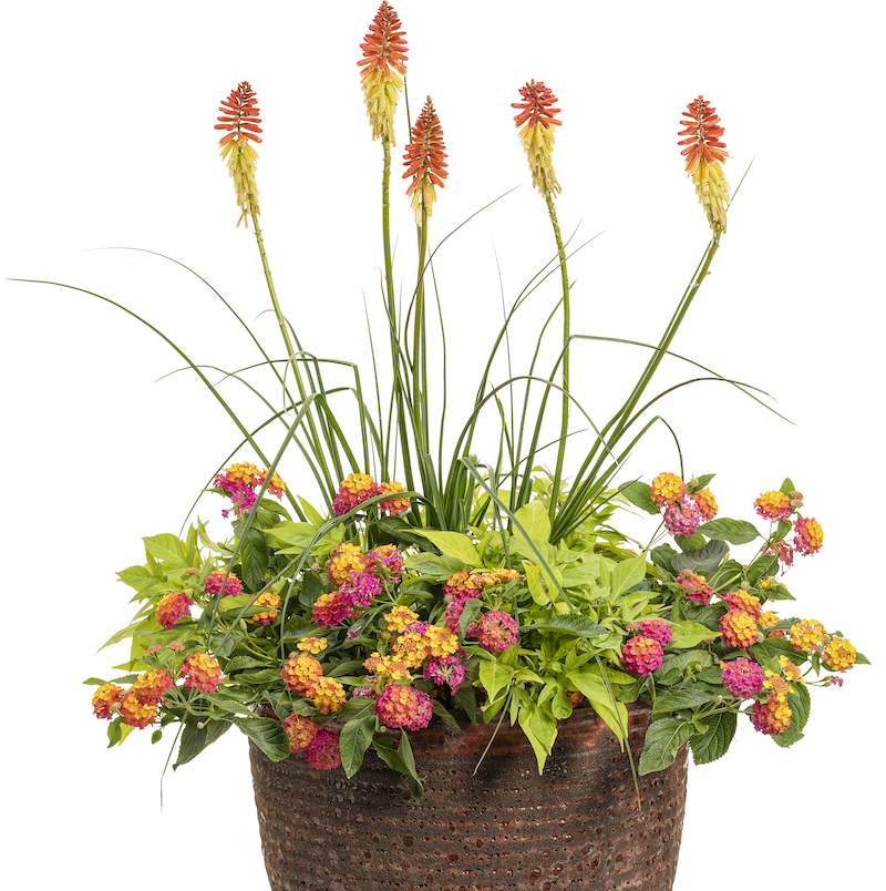 pyromania-rocket-s-red-glare-red-hot-poker-potted-with-sweet-potato-vine-and-lantana.jpg