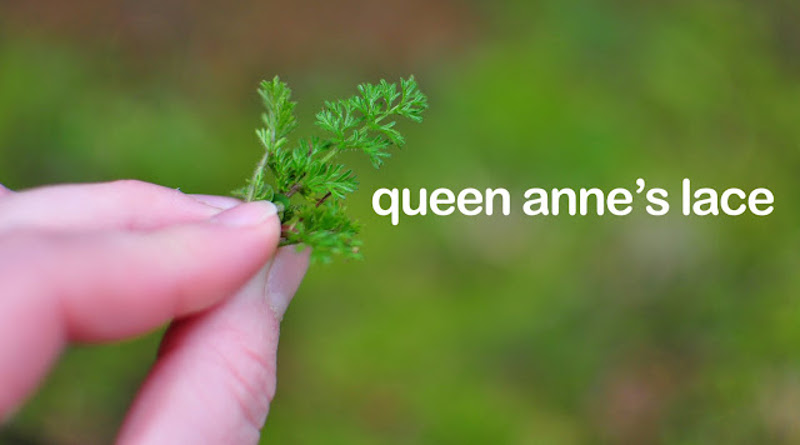 queen-anne-s-lace-moss.jpg