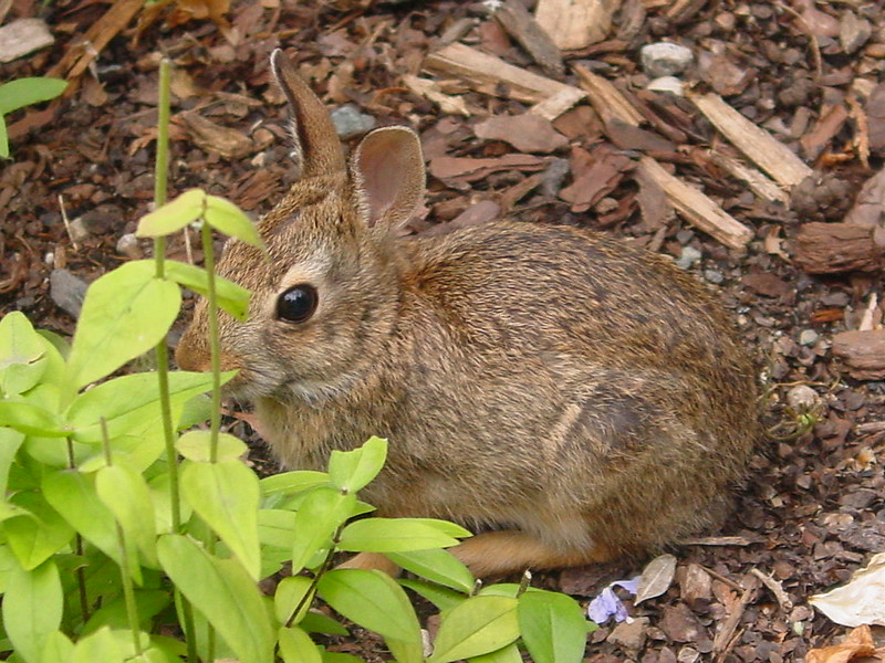 rabbit-eating-young-phlox.jpg