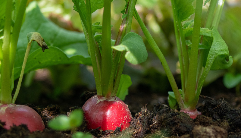 radish-plants-growing-in-the-garden.jpg