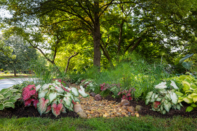 rain-garden-with-papyrus-grass.jpg