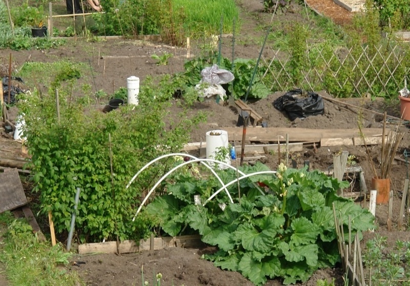 raised-beds-with-rhubarb-and-raspberry-plants.jpg