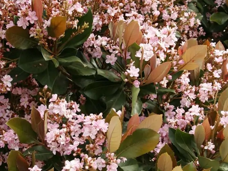 raphiolepis-rosalinda-closeup-of-flowers.jpg