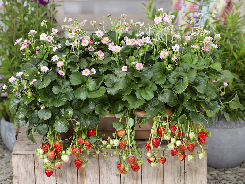 rectangular-planter-holding-berried-treasure-pink-strawberry.jpg