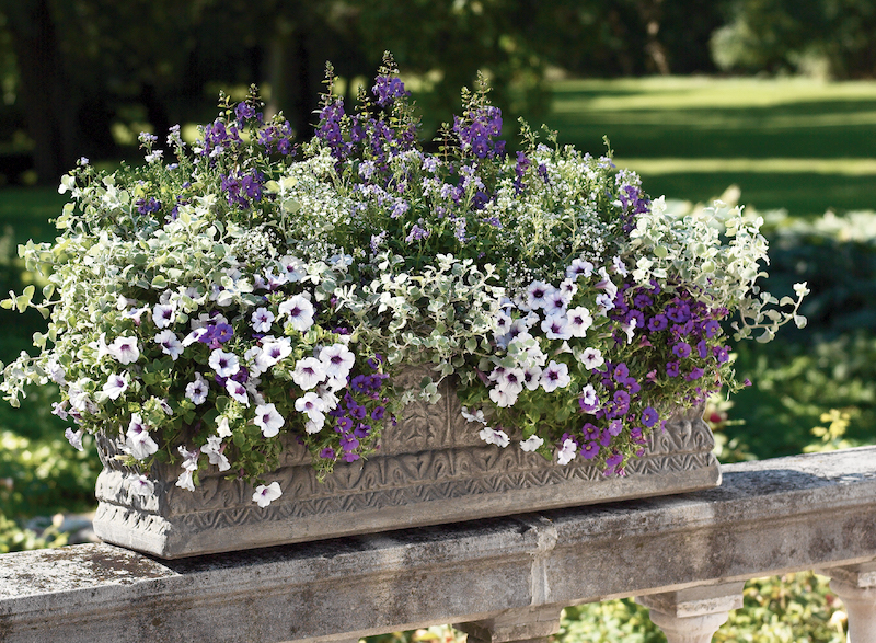 rectangular-planter-with-summer-snapdragon-calibrachoa-licorice-plant-nemesia-baby-s-breath-and-petunia.jpg