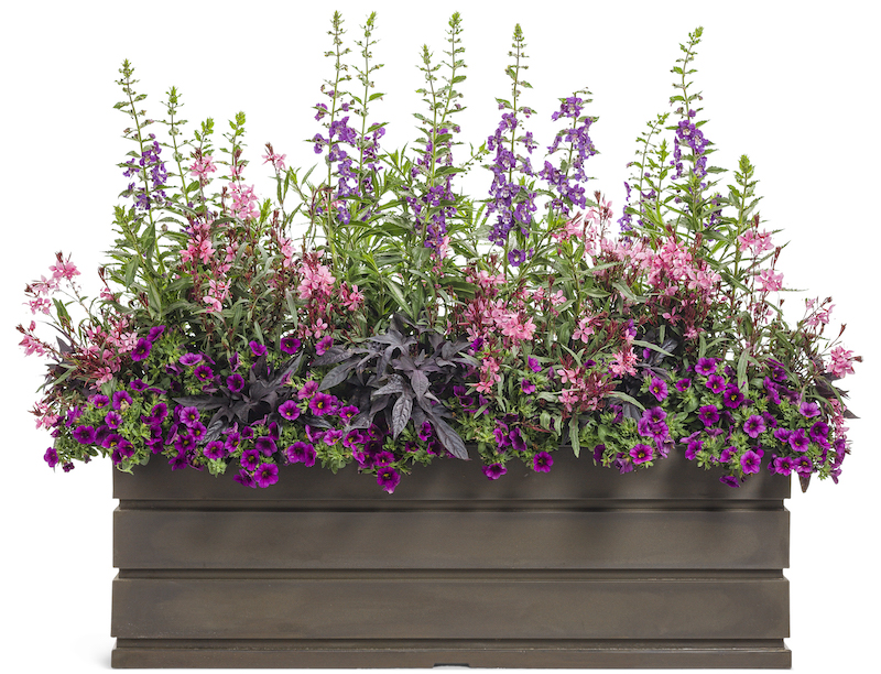 rectangular-planter-with-superbells-plum-calibrachoa-angelface-snapdragon-karalee-butterfly-flower-and-sweet-potato-vine.jpg