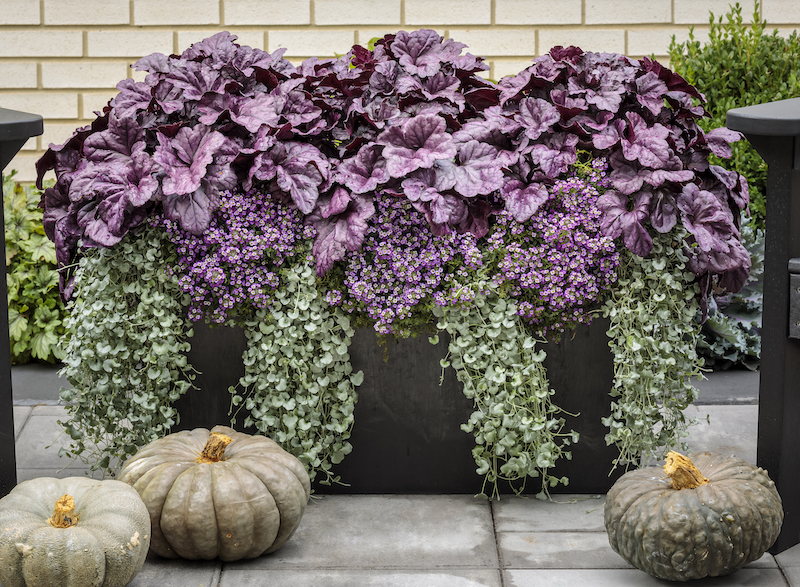 rectangular-planter-with-sweet-alyssum-coral-bells-and-dichondra.jpg