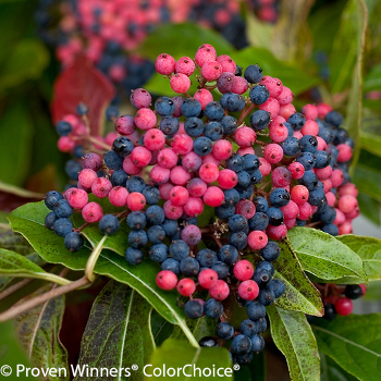 Red and blue Brandywine viburnum berries