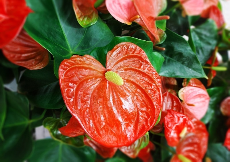 red-anthurium-in-bloom.jpg