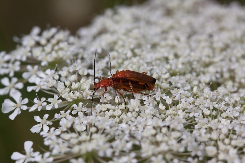 red-beetle-on-yarrow-achillea-millefolium.jpg