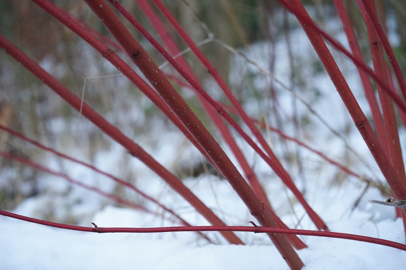 red-dogwood-branches-in-the-winter-with-snow.jpg