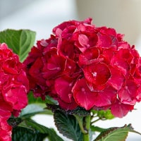 Red Hydrangeas