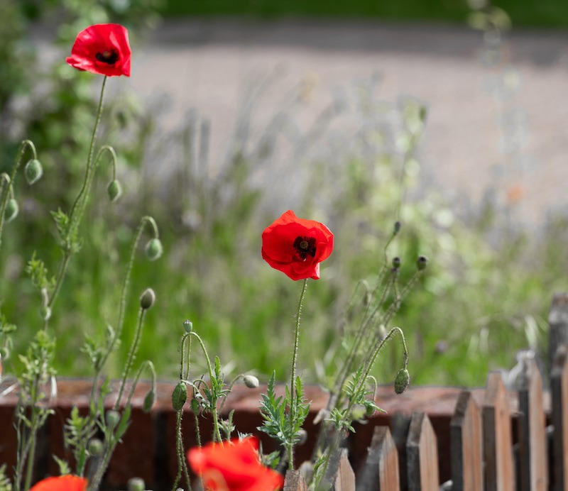 When to cut back poppies - top tips for maintaining the perfect garden