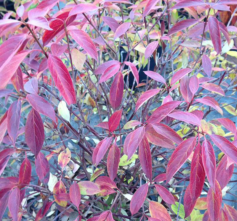 red-rover-cornus-not-blooming.jpg