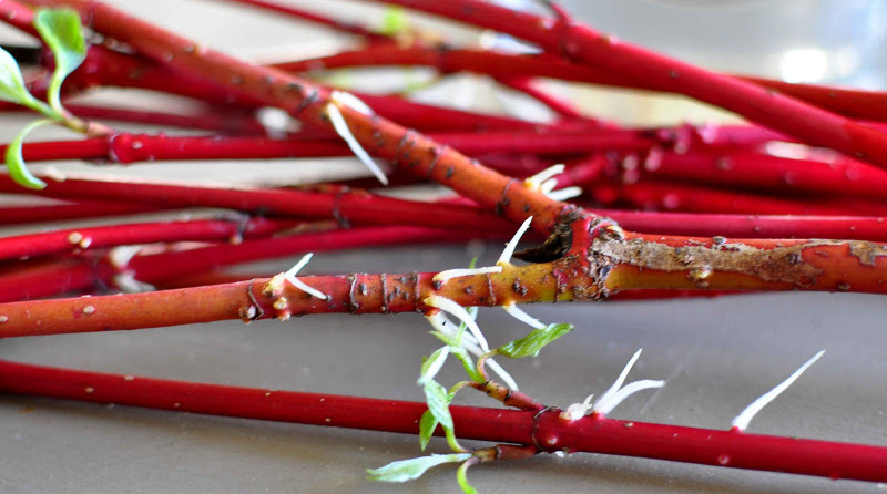 red-twig-dogwood-branches-with-new-growth.jpg