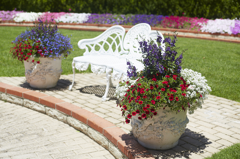 red-white-and-blue-planters-including-annual-lobelia.jpg