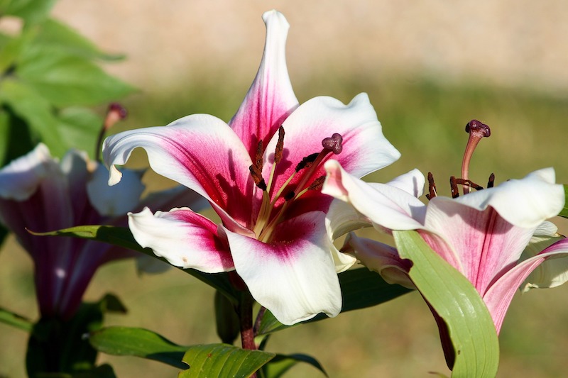 red-white-lilium-sword-lily.jpg