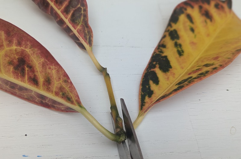 removing-bottom-leaves-from-croton-cutting.jpg