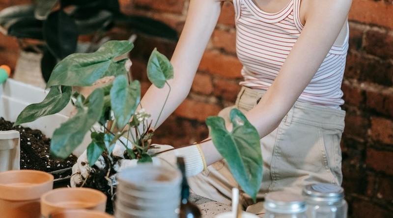 repotting-anthurium-into-new-pot.jpg