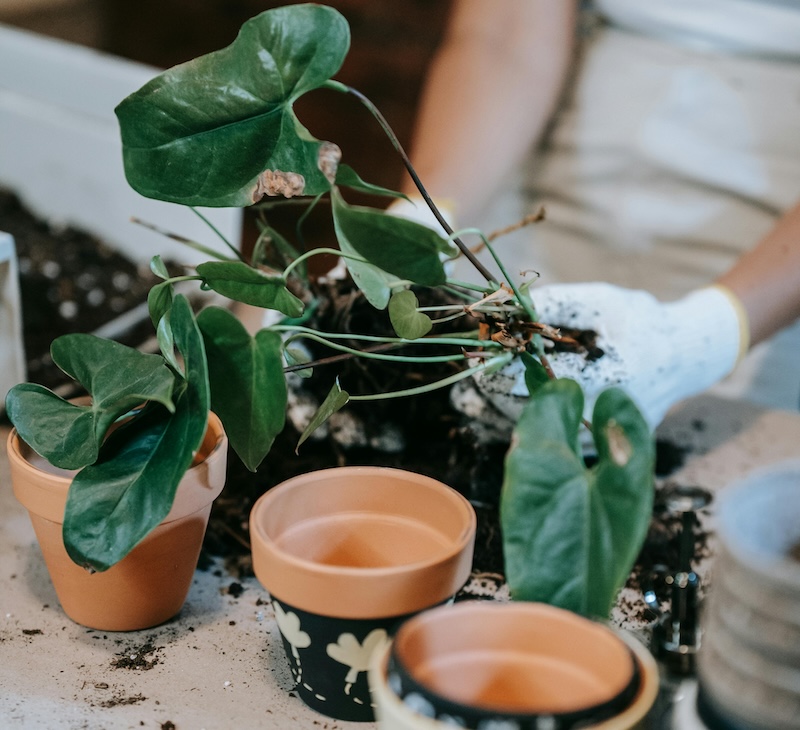 repotting-anthurium-plant.jpg