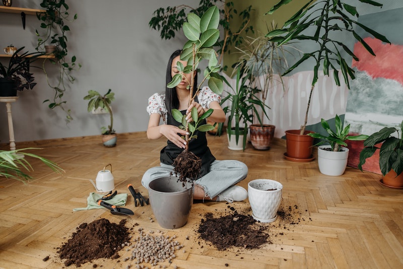 repotting-ficus-into-bigger-pot.jpg