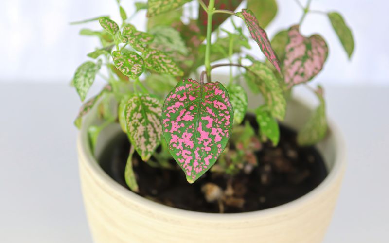 repotting-polka-dot-plant.jpg