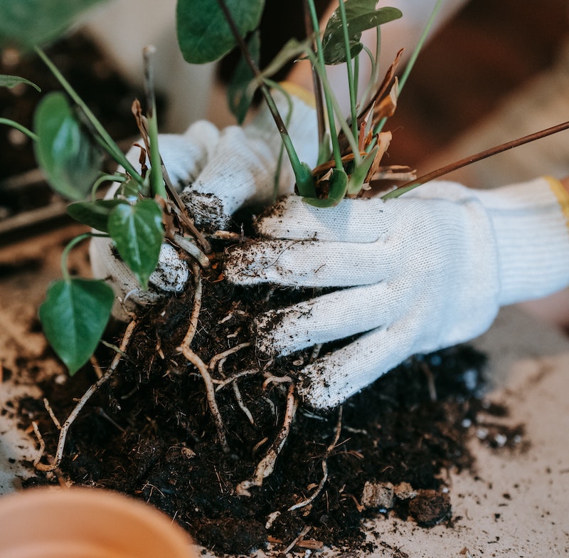 repotting-pothos.jpg