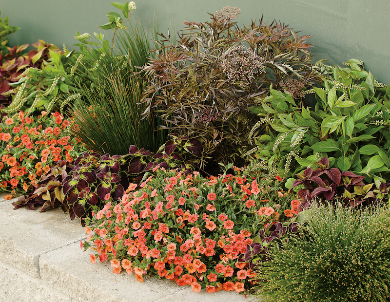 retaining-wall-planting-with-black-lace-elderberry-calibrachoa-coleus-sweet-potato-vine-scirpus-sweetspire-and-soft-rush.jpg