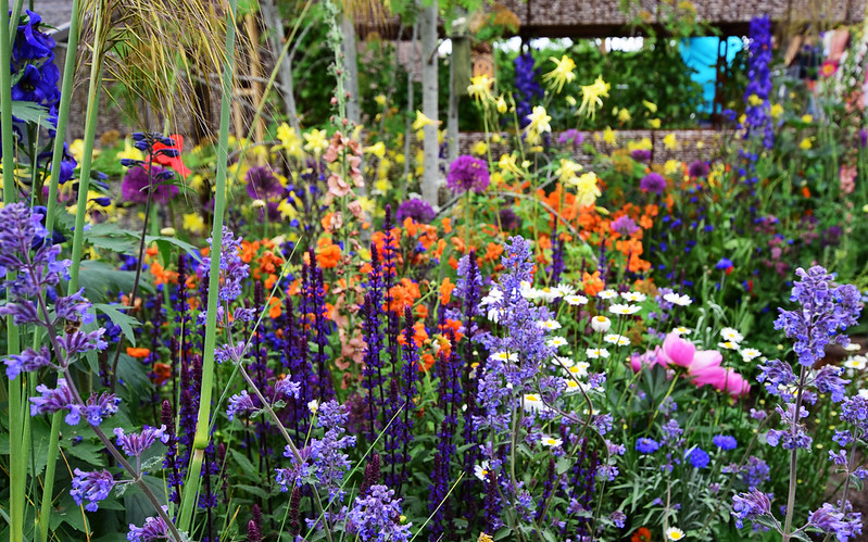 rhs-chelsea-flower-show-2019-combining-delphinium-with-allium-salvia-and-columbine.jpg