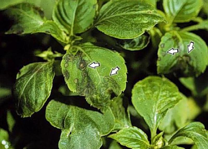 ringspots-on-impatiens-caused-by-impatiens-necrotic-spot-virus-insv-which-is-transmitted-by-the-western-flower-thrips..jpg