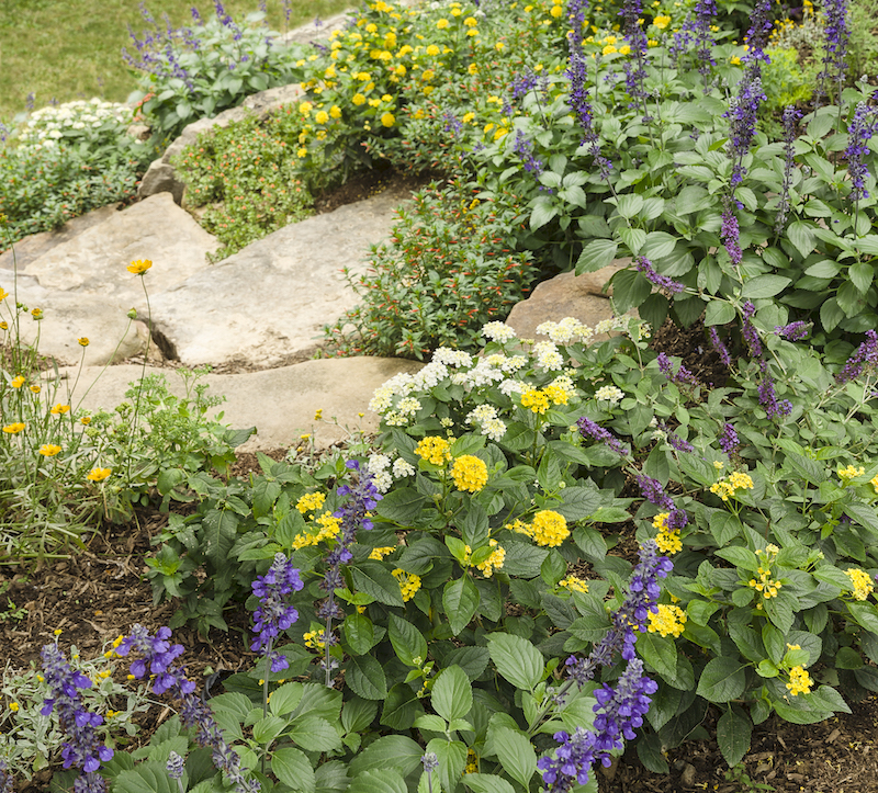 rock-garden-planted-with-lo-behold-butterfly-bush-catmint-purslane-salvea-sedum-lantana-strawflower-and-stonecrop.jpg