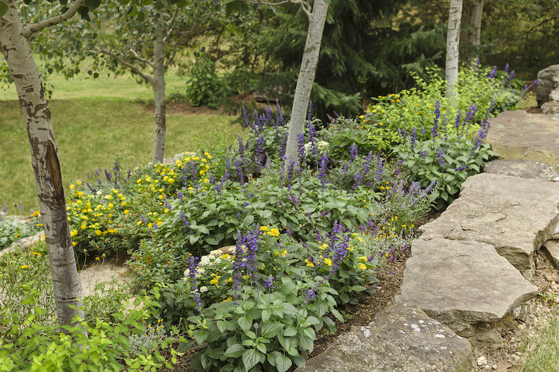 rock-garden-planted-with-sunshine-bluebeard-salvia-russian-sage-catmint-purslane-strawflower-sedum-lantana-and-firecracker-plant.jpg