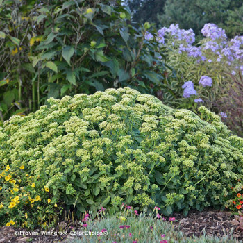 Rock N Grow Lemonjade stonecrop sedum in landscape