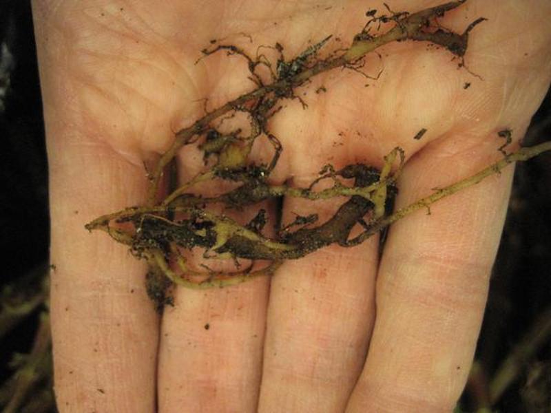 root-knot-nematode-galls-on-impatiens-roots.jpeg