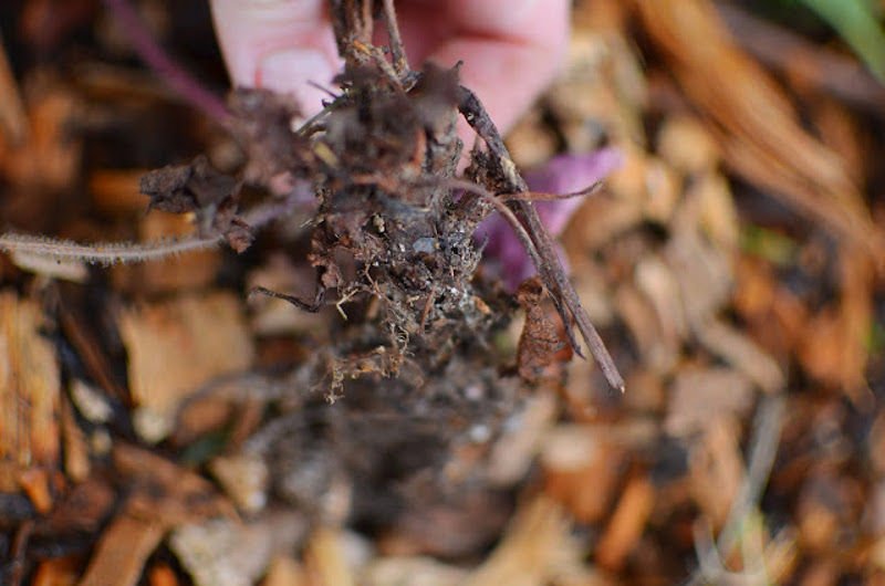 root-section-of-a-coral-bells-division.jpg