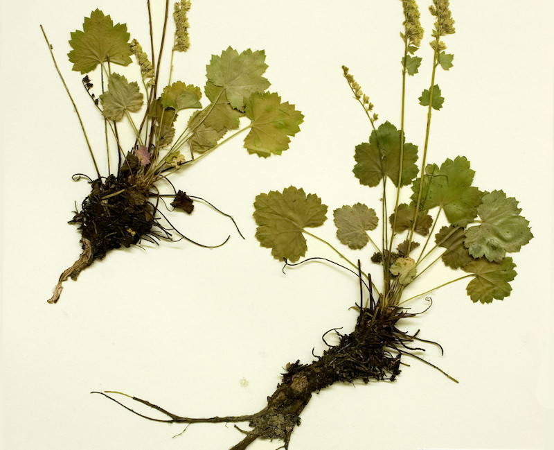 root-system-of-heuchera-woodsiaphila.jpg