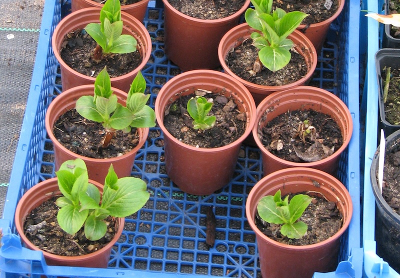 rooting-cuttings-of-weigela-coraeensis-taken-in-summer.jpg