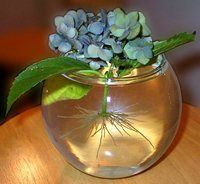 rooting-hydrangea-bloom-in-water-compressor.jpg