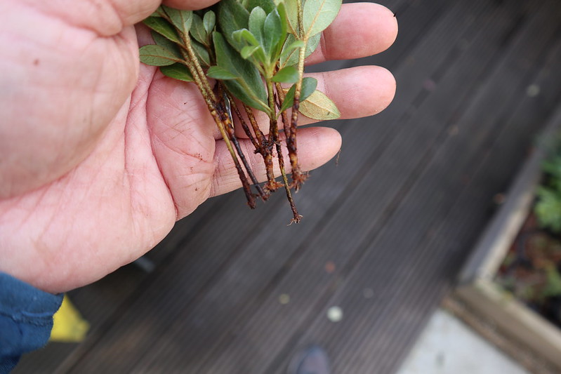 exploring the roots and stems of azaleas plant anatomy and function