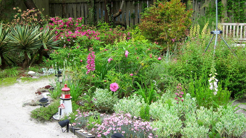 rosa-monte-rosa-baptisia-carolina-moonlight-digitalis-dwarf-red-dianthus-little-bobby-sedum-frosty-morn-and-azalea-purple-robe-.jpg