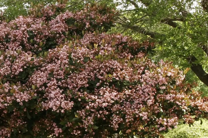 rosalinda-indian-hawthorne-in-bloom.jpg