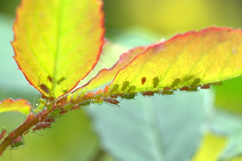 rose-aphids-covering-the-the-stem-and-leaves.jpg