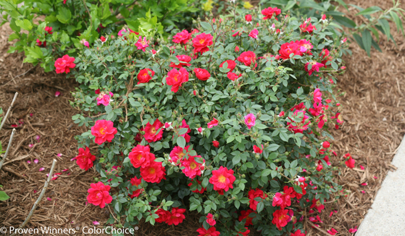 rose-bush-blooming-by-the-sidewalk.jpg