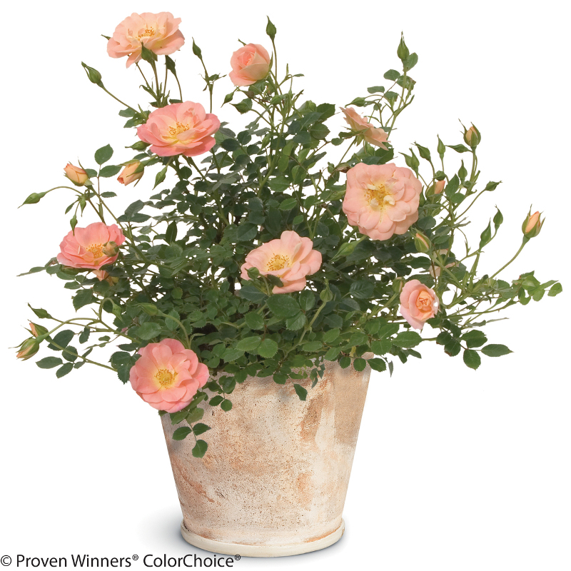 rose-bush-in-planter.jpg