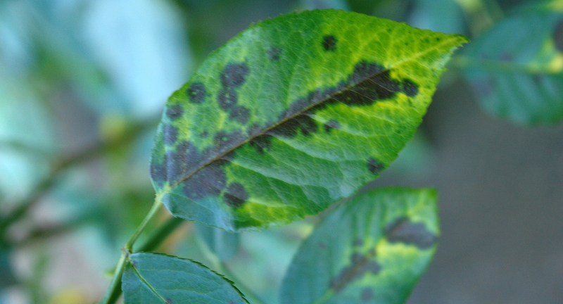 Dark Spots on Rose Stems 