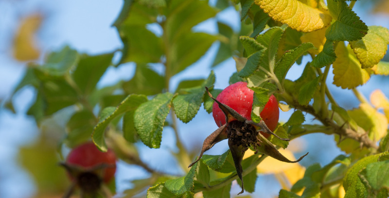 Why Are My Rose Leaves Turning Yellow? 8 Reasons and the Fixes