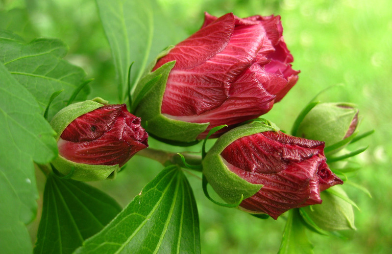 rose-of-sharon-flower-buds.jpg